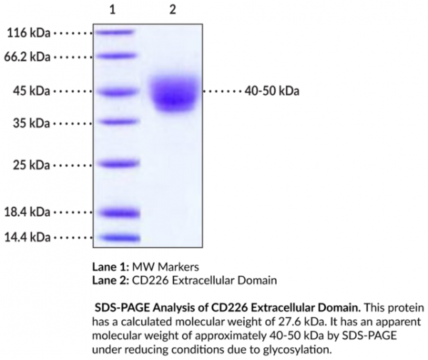 CD226 Extracellular Domain (human, recombinant)