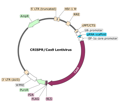 NLRP3 CRISPR/Cas9 Lentivirus (Integrating)