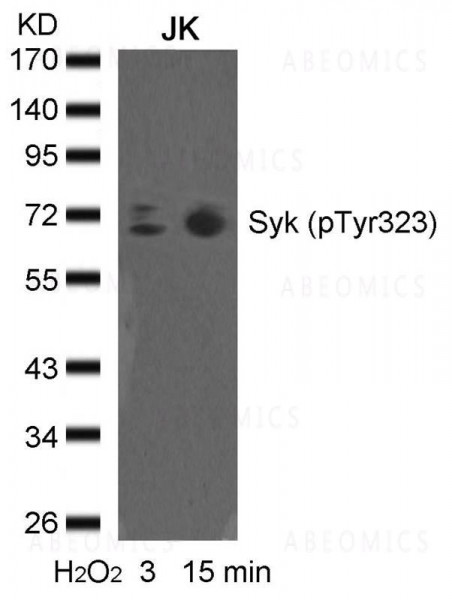 Anti-syk (phospho-Tyr323)