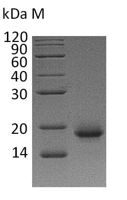 Interleukin-4 (IL4) (Active), human, recombinant