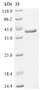 Delta (3,5)-Delta (2,4)-dienoyl-CoA isomerase, mitochondrial (ECH1), human, recombinant