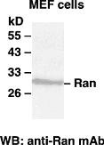 Anti-Ran, monoclonal