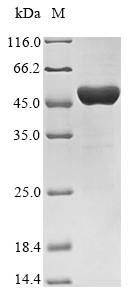 3-Phosphoshikimate 1-carboxyvinyltransferase (aroA), Escherichia coli, recombinant