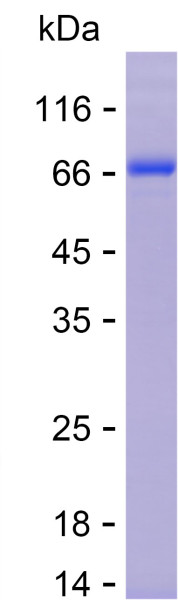Recombinant Human PR3 Protein