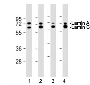Anti-Lamin A/C, clone 1073CT3.1.3
