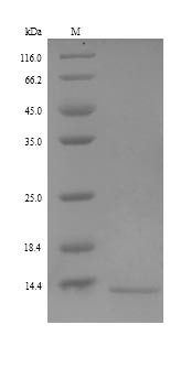 Resistin-like beta (RETNLB), human, recombinant
