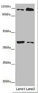 Anti-MILR1
