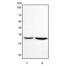 Anti-ICMT / Protein-S-isoprenylcysteine O-methyltransferase