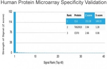 Anti-Clusterin / Apolipoprotein J / APO-J, clone CLU/4721