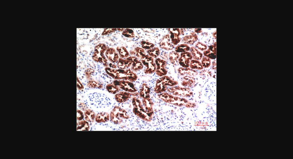 Anti-Cystatin C (7F11), monoclonal
