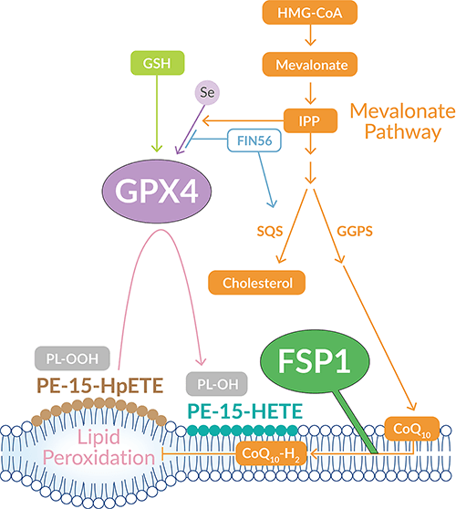 Cayman-MVA-Pathway