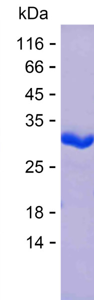 IMPA1 (human), recombinant protein