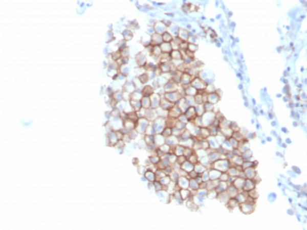Anti-CD86 (Dendritic Cells Maturation Marker), clone C86/3716