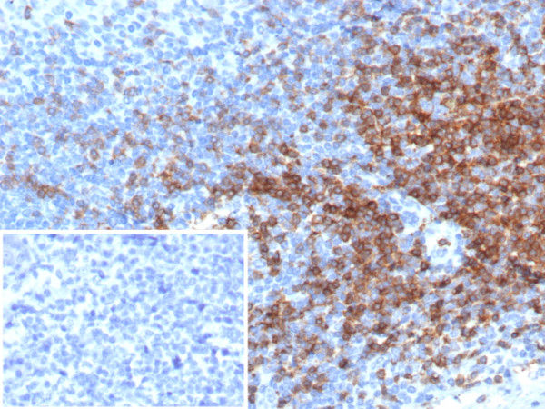Anti-CD3e (T-Cell Marker), recombinant antibody, clone rC3e/6966