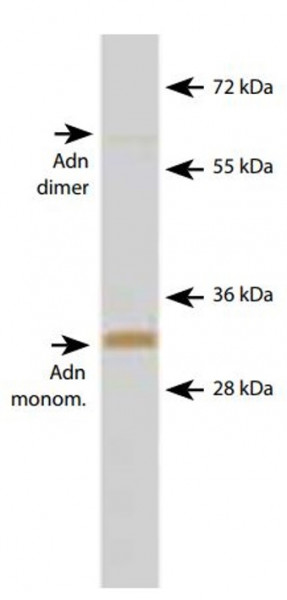 Anti-Adiponectin (HMW + MMW) [Adn23]