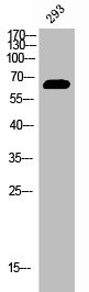 Anti-Phospho-ESR1 (Y537)