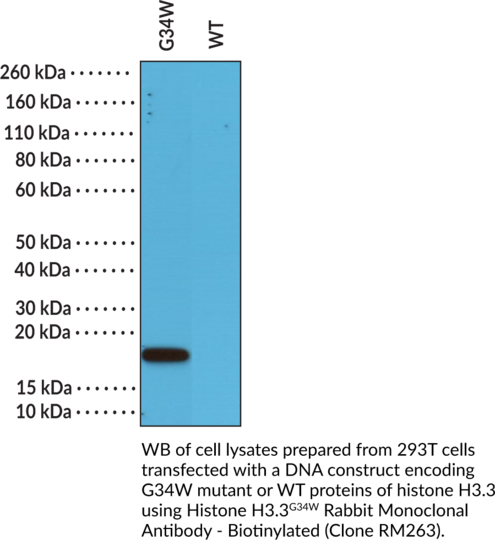Anti-Histone H3.3G34W Rabbit - Biotinylated (