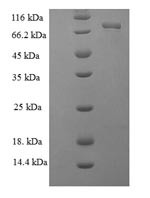 Glutamate--tRNA ligase 1 (gltX1), Helicobacter pylori, recombinant