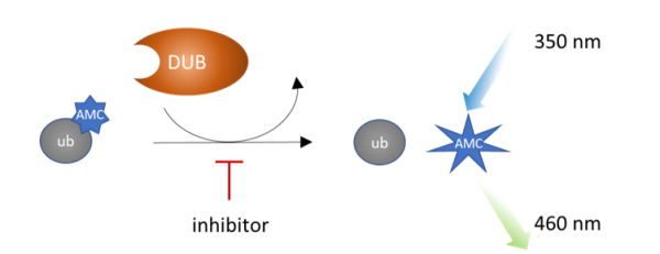 USP14 Inhibitor Screening Assay Kit