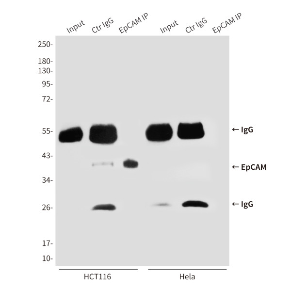 Anti-EPCAM