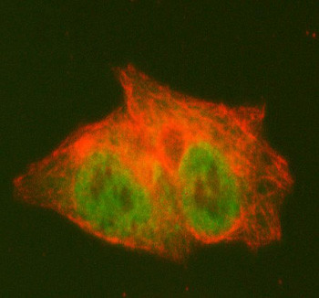 Anti-PCYT2 / Ethanolamine-phosphate cytidylyltransferase