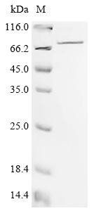 Spermine oxidase (Smox), mouse, recombinant