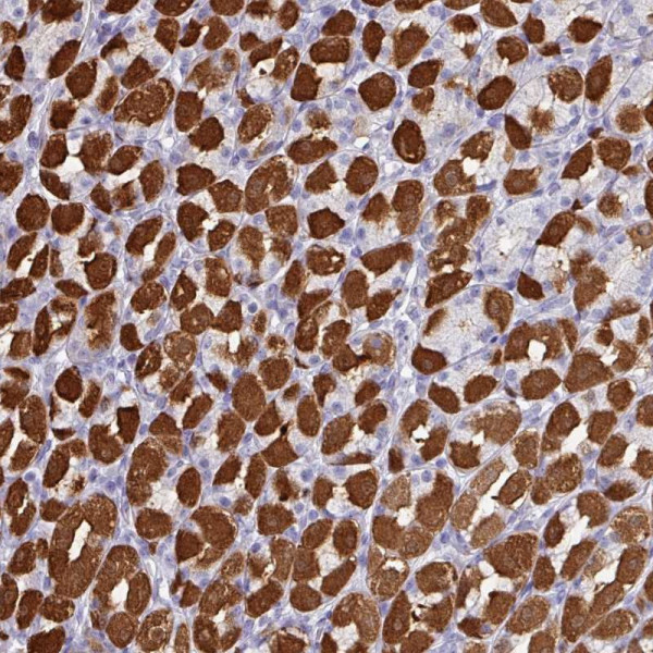 Anti-PEX10
