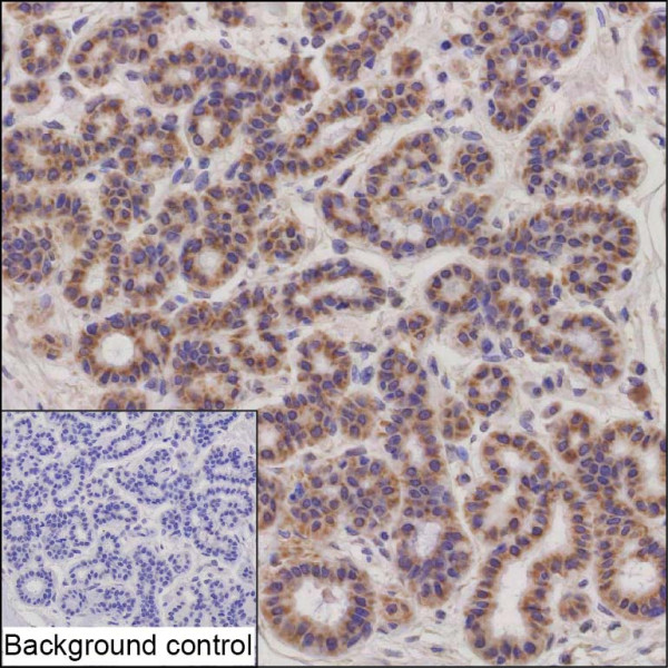 Anti-LRRC3