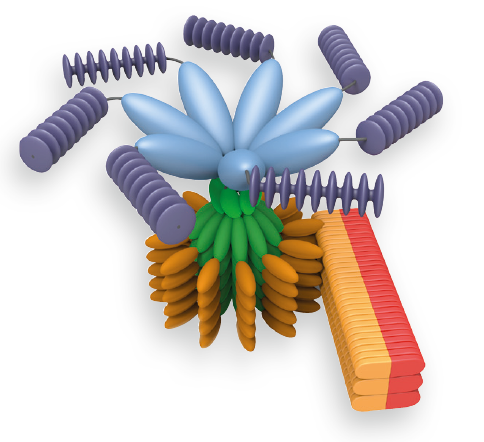 Inflammasome_Complex