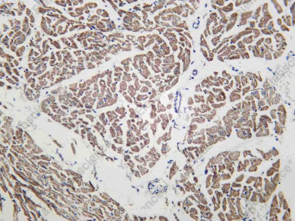 Anti-Recombinant FXN, clone C112488