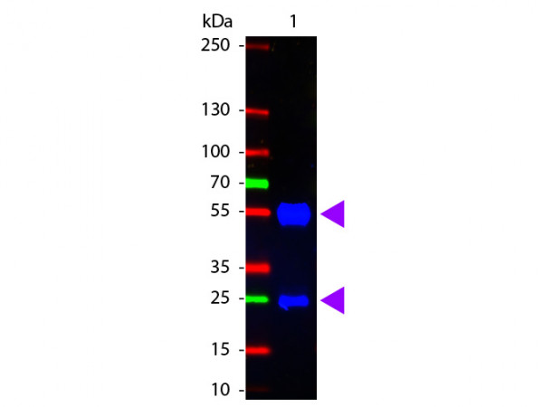 Anti-Swine IgG (H&amp;L) [Rabbit] Fluorescein conjugated F(ab')2 fragment