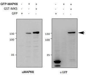Anti-MAPK6