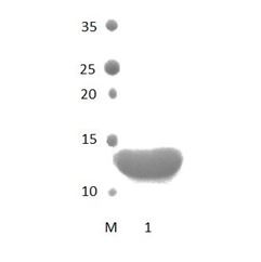 InaDl_8 PDZ Domain