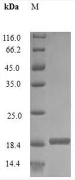 Interleukin-2 (IL2), rabbit, recombinant