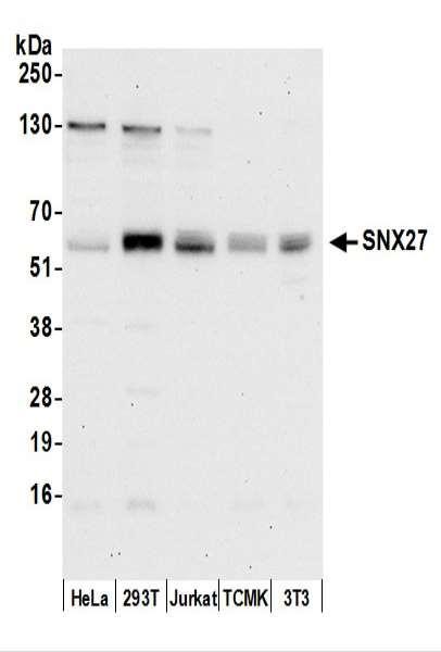 Anti-SNX27