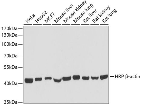 Anti-ACTB, HRP-conjugated (CABC028)