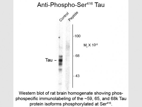 Anti-phospho-Tau (Ser416)