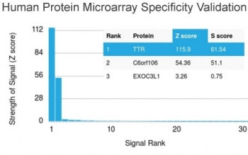 Anti-TTR / Transthyretin / Prealbumin, clone CPTC-TTR-1