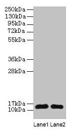 Anti-RPL36AL