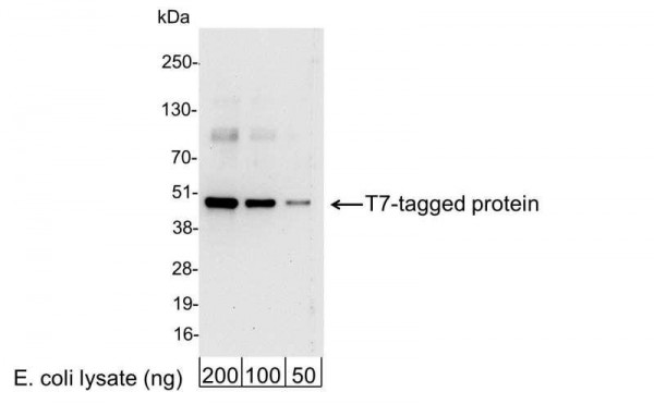 Anti-T7, HRP conjugated