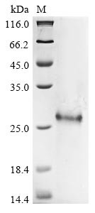Protein PML (PML), partial, human, recombinant