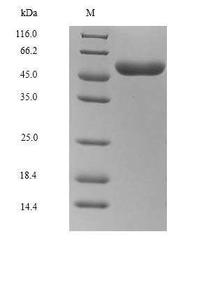 Glycoprotein (G), partial, Rabies virus, recombinant