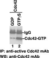 Anti-Active Cdc42, monoclonal