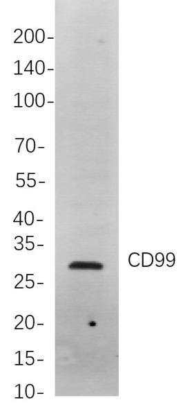 Anti-Recombinant CD99, clone 11A9