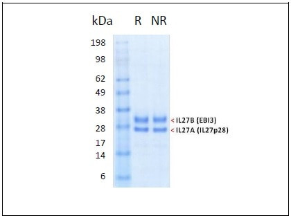 IL-27 HumanKine(R) recombinant human protein