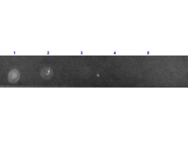 Anti-Green Fluorescent Protein (GFP, recombinant from Aequorea victoria), Texas Red conjugated, clon