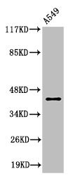 Anti-Cleaved-MMP3 (F100)