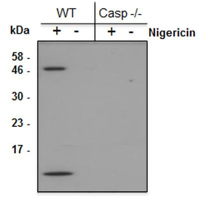 Anti-Caspase-1 (p10) (mouse), clone Casper-2