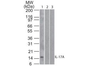 Anti-Human IL-17A Biotin Conjugated, clone 4H1524.1, Biotin Conjugated