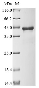 Signal-transducing adaptor protein 1 (STAP1), human, recombinant